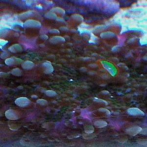 recent tank pics 2.25.10 025