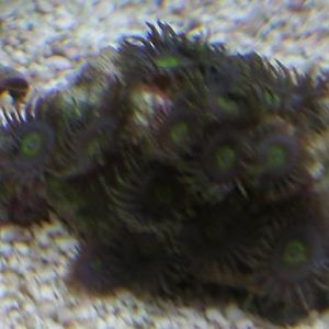 recent tank pics 2.25.10 010