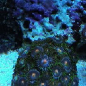 recent tank pics 2.25.10 040