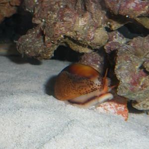 chestnut cowrie