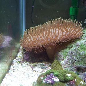 one of my toadstools that just got fragged