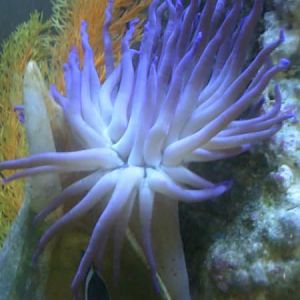 3 strip damsel (aka-Texas) and anemone the surviours of 32 degree water moving from El Paso,TX to Bu