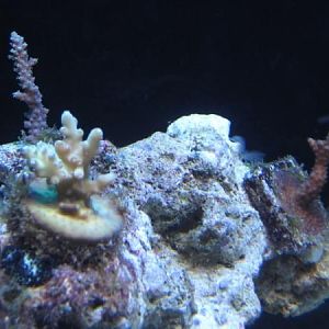 Granulosa,Voodoo,BlueTip