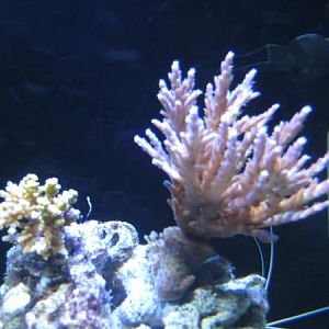 VividValida,Tricolor