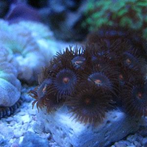 Reverse Gorilla Nipples