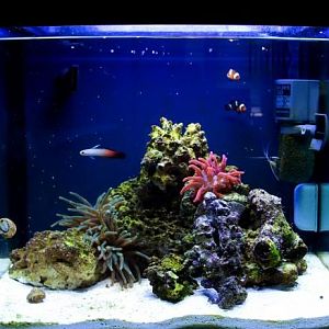 current tank setup (missing about 8lbs of rock)