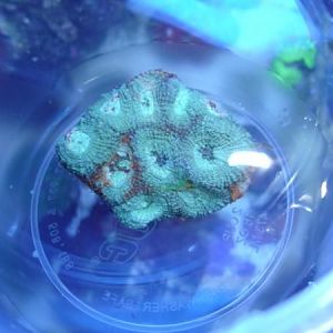 Orange Crush... all of the orange is on the sides of this coral