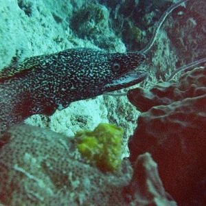 Jeweled Moray Eel