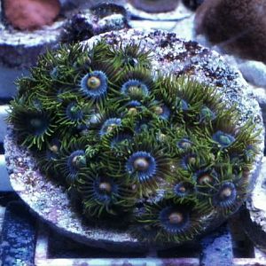 zoa pic