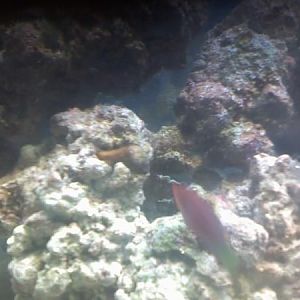 weird slug above wrasse