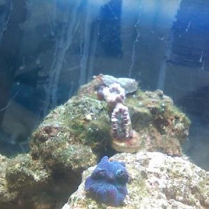 mushrooms during hair algae attack