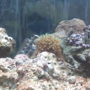 the lawn mower bleeny happy the day he came home...Died next morning