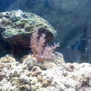 clot coral when we first brought him home...will post new pics soon he's big now