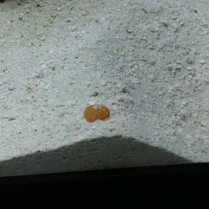 egg that never hatched