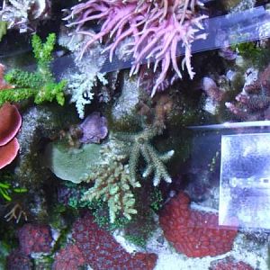 Orange monti, green slimer, pink b.nest, and acans etc