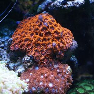 bam bams and ring of fire zoanthids