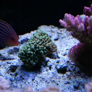 seasons greetings, ORA red planet acro and my 6 line