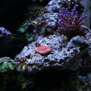 a orange monti and a tri-color acro