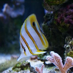 copper banded butterfly