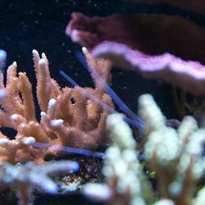 orangr monti digitata