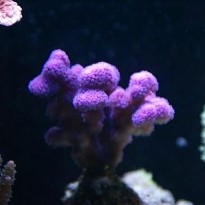 purple stylophora