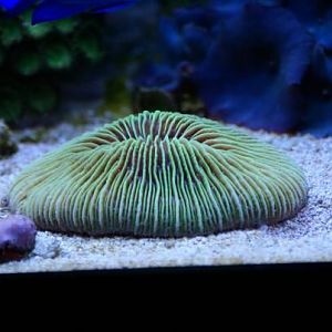 green fungia