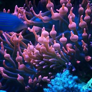 my RBTA under 2 t5s. ATI blue+