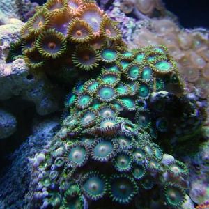 Zoa Mixedweb