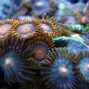 Zoa Macroweb