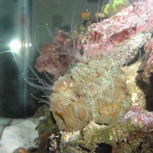 sweeper tentacles nom nom