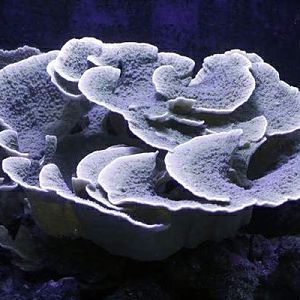 TCMAS Scrolling Montipora 002