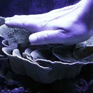 TCMAS Scrolling Montipora 001