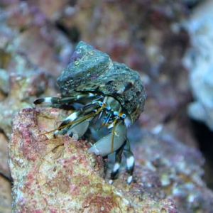 Harry the crab - in the aggressive tank... he's no longer with us either - But at least he fed Pablo