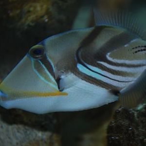 Pablo the Picaso (josh bought him for me for Valentine's Day '10)