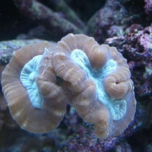 Red & Green Candycanes