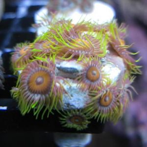 Citrus Zoas