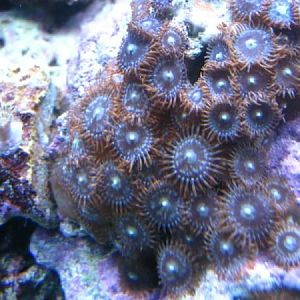 Random zoas on rock with AOG's