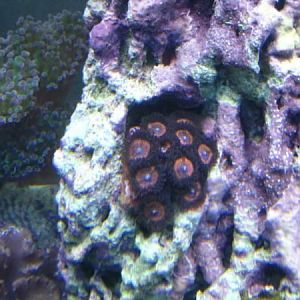 AOG's center, branching frogspawn top left corner