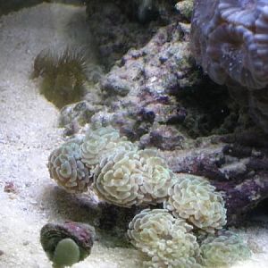 light green hammer coral bottom center, purple trumpets top right corner, yellow star polyps top lef