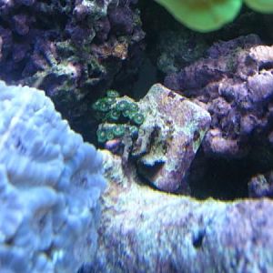 green w/ orange center (in center), purple trumpets bottom left corner