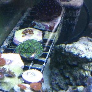 magnetic frag rack, RPE bottom right corner on rack & 2nd from bottom left corner on rack, pinks