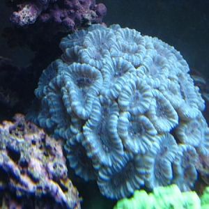 light green candycanes