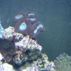 top left corner light green candycanes, middle top red & green candycanes, center brown polyps,