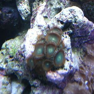 green centered button polyps