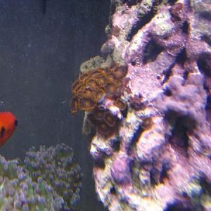 bambam's in center, branching frogspawn lower left, flame angel above the frogspawn