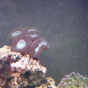 red & green candycanes