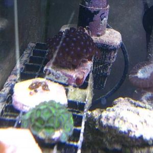 bottom to top of rack: rpe, deepwater gold rush, orange speckled, burgandy