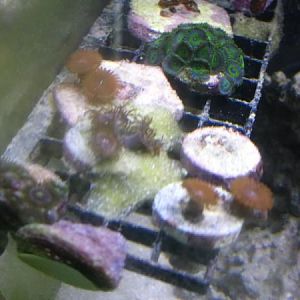 frag rack: rpe, pink, rpe, deepwater gold rush