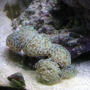 light green hammer coral
