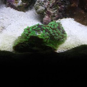 neon green hammer coral